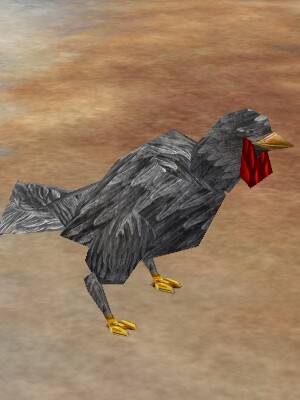 Chicken Live.jpg