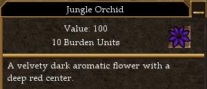 Jungle Orchid (Trophy).jpg