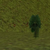 41.8N, 34.9E - Wasp Bush Live.jpg