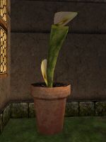 Fertilized Pitcher Plant