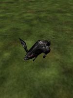 Black Rabbit Live.jpg