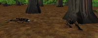 18.9S, 47.7E - Swamp Gromnies Live.jpg