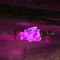 Thumbnail for version as of 12:40, 9 June 2023