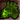 Young Brood Queen Carapace Icon.png